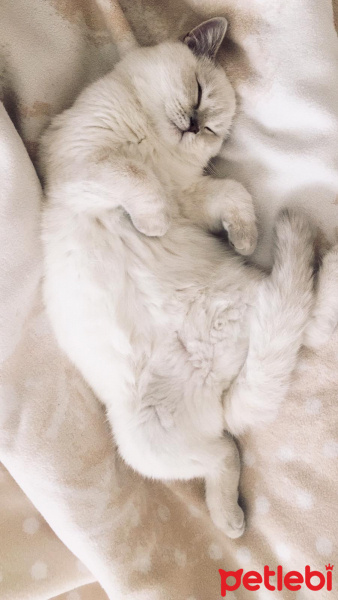British Shorthair, Kedi  Sütlaç fotoğrafı