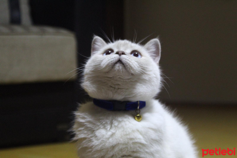 British Shorthair, Kedi  Sütlaç fotoğrafı