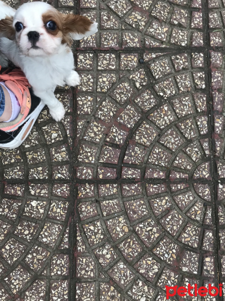 King Charles Spaniel, Köpek  Elsa fotoğrafı
