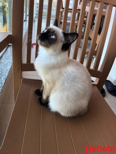 Siyam Kedisi, Kedi  Potak fotoğrafı