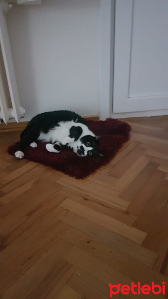 Tuxedo (Smokin) Kedi, Kedi  Fırfır fotoğrafı