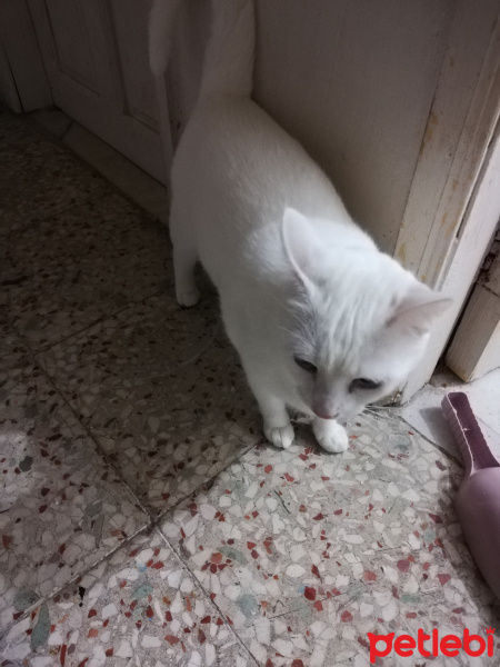Ankara Kedisi, Kedi  Nazlı fotoğrafı