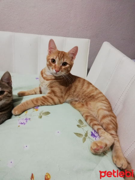 Sarman, Kedi  Paşa fotoğrafı