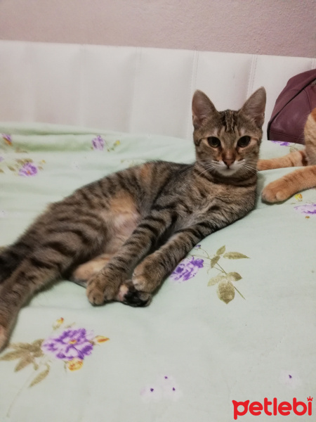 Tekir Kedi, Kedi  Fındık fotoğrafı