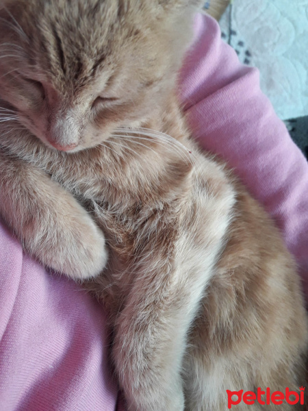Tekir Kedi, Kedi  sakız fotoğrafı