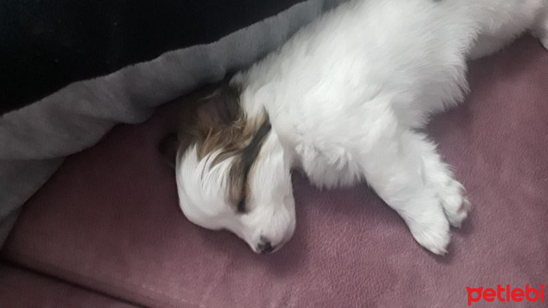 Maltese, Köpek  Deepsea fotoğrafı