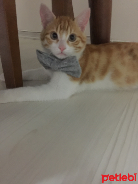 Tekir Kedi, Kedi  Şans fotoğrafı