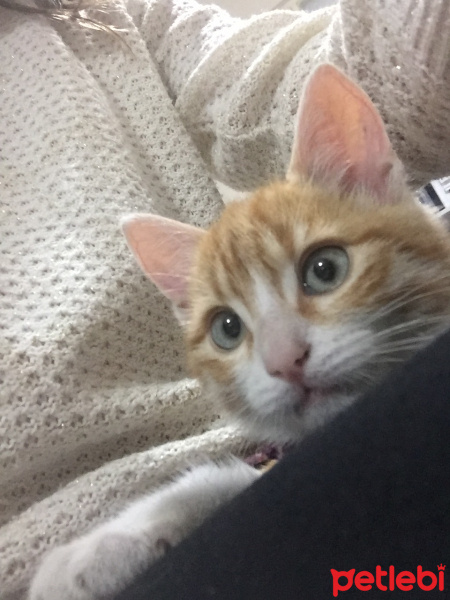 Tekir Kedi, Kedi  Şans fotoğrafı