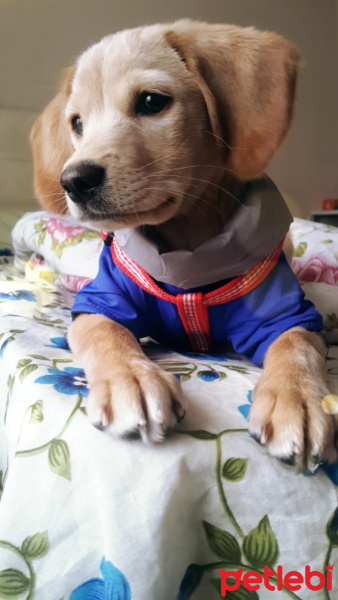 Russian Spaniel, Köpek  Tarçın fotoğrafı