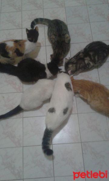 Tekir Kedi, Kedi  15 kedi fotoğrafı