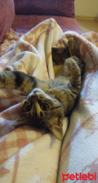 Tekir Kedi, Kedi  Mia fotoğrafı