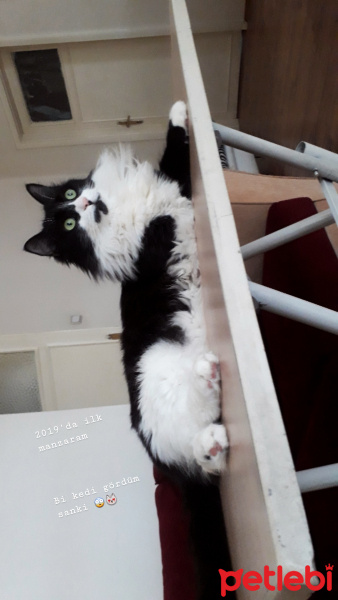 Tuxedo (Smokin) Kedi, Kedi  Gipsy fotoğrafı