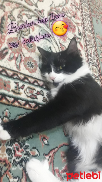 Tuxedo (Smokin) Kedi, Kedi  Gipsy fotoğrafı