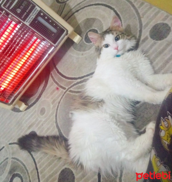 Chinchilla, Kedi  Adam fotoğrafı