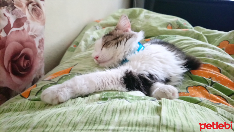 Chinchilla, Kedi  Adam fotoğrafı