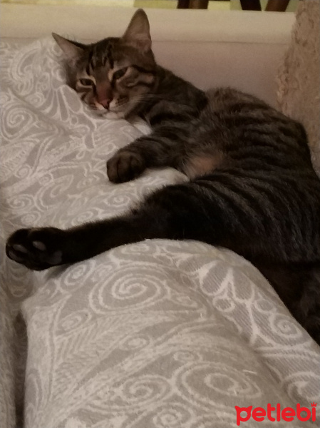 Tekir Kedi, Kedi  Gevrek fotoğrafı