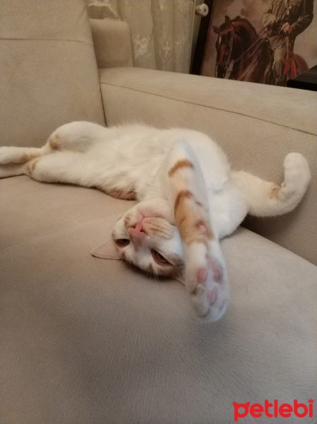 Sarman, Kedi  Susam fotoğrafı