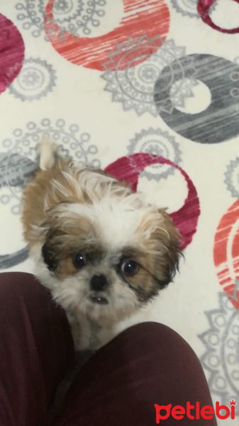 Shih Tzu, Köpek  sapşik fotoğrafı