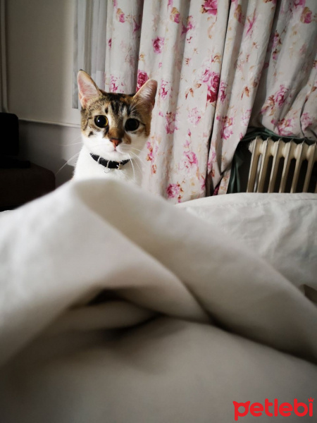 Tekir Kedi, Kedi  Jumiju fotoğrafı