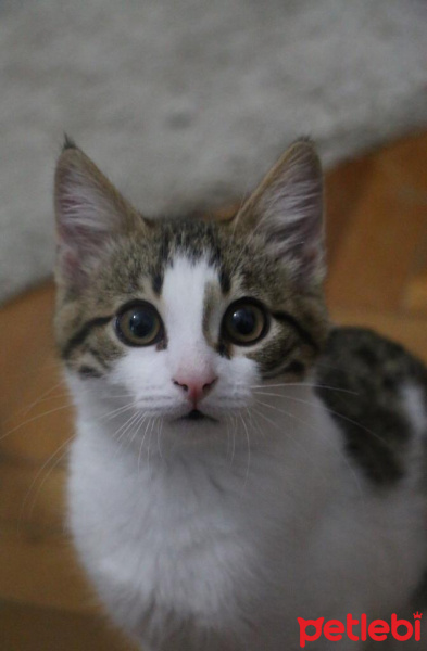 Tekir Kedi, Kedi  Çılgın fotoğrafı