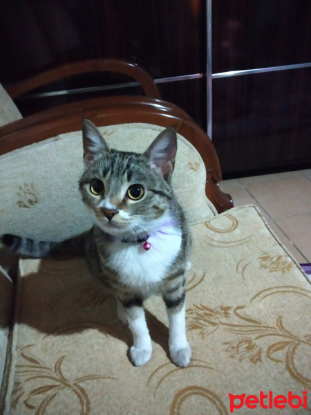 Tekir Kedi, Kedi  Miq fotoğrafı