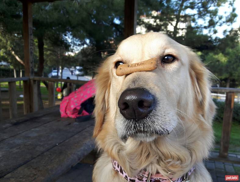 Golden Retriever, Köpek  HERA fotoğrafı