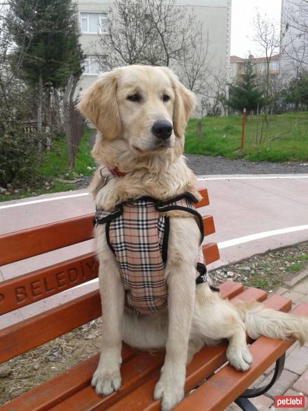 Golden Retriever, Köpek  HERA fotoğrafı