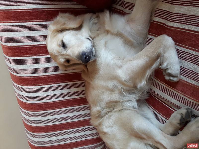 Golden Retriever, Köpek  HERA fotoğrafı