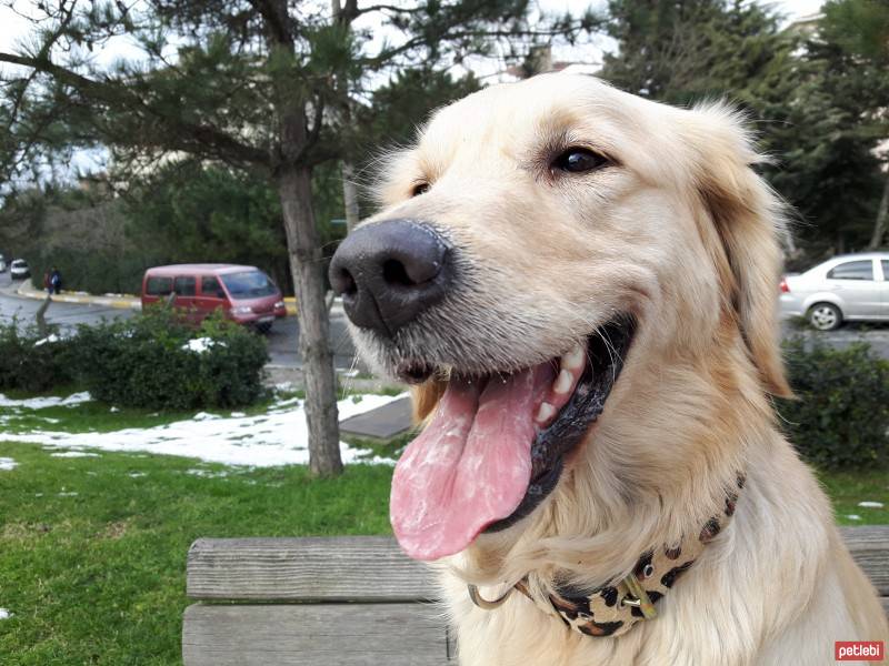 Golden Retriever, Köpek  HERA fotoğrafı