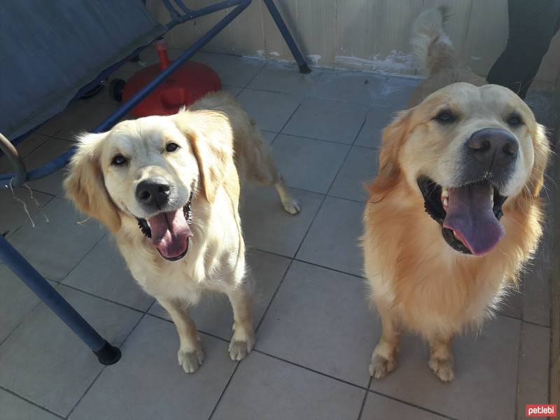 Golden Retriever, Köpek  HERA fotoğrafı