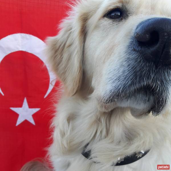 Golden Retriever, Köpek  HERA fotoğrafı