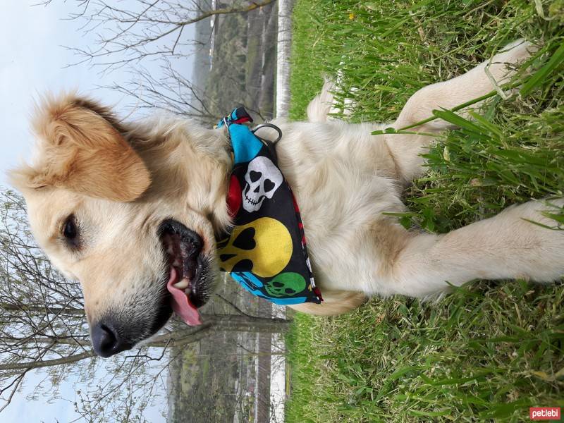 Golden Retriever, Köpek  HERA fotoğrafı