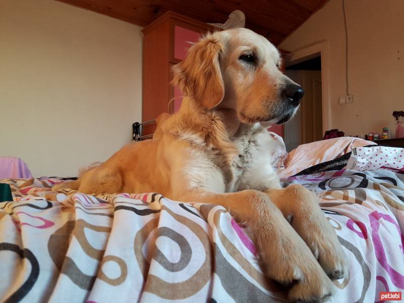 Golden Retriever, Köpek  HERA fotoğrafı