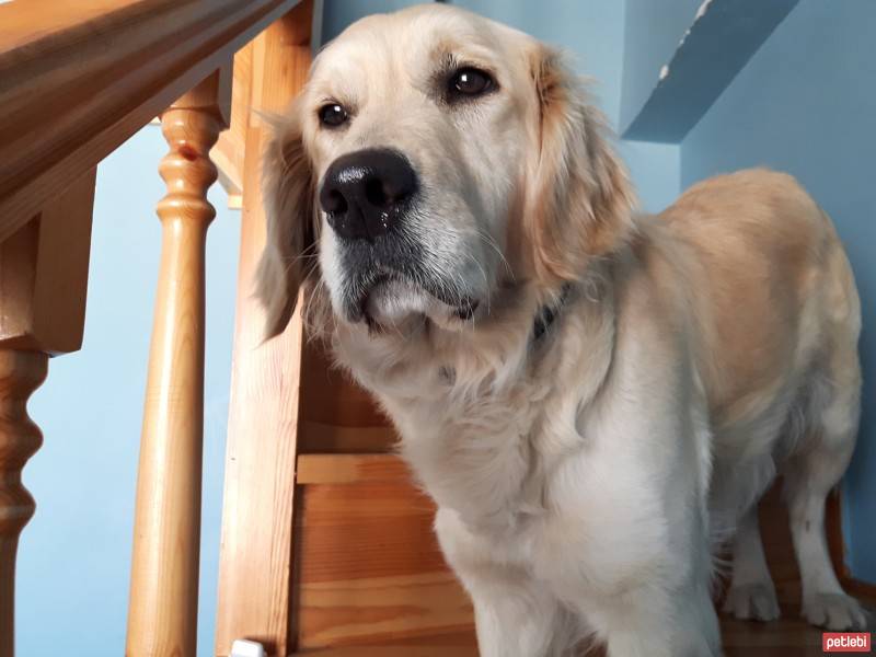 Golden Retriever, Köpek  HERA fotoğrafı