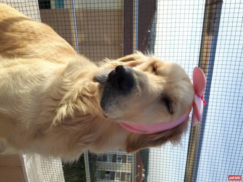 Golden Retriever, Köpek  HERA fotoğrafı