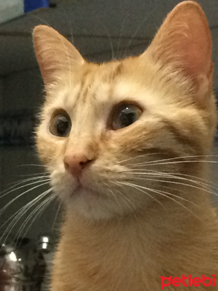 Sarman, Kedi  Sarman fotoğrafı