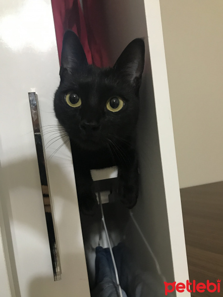 Tekir Kedi, Kedi  Gece fotoğrafı