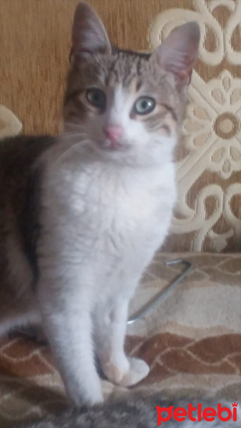 Tekir Kedi, Kedi  Ure fotoğrafı