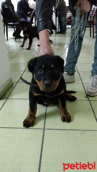 Rottweiler, Köpek  Orjinal Macar Rottweiler fotoğrafı