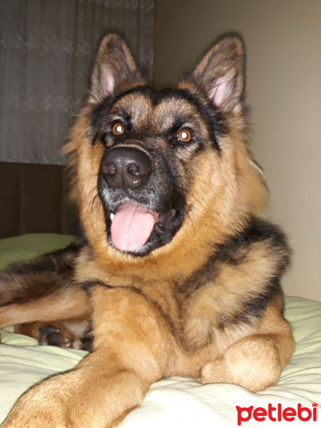 Alman Çoban Köpeği, Köpek  Boyka fotoğrafı