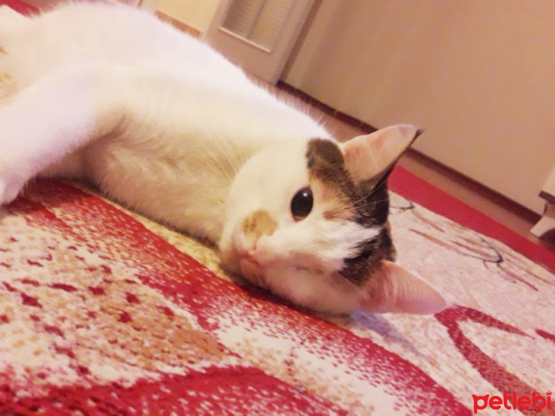 Tekir Kedi, Kedi  Maya fotoğrafı