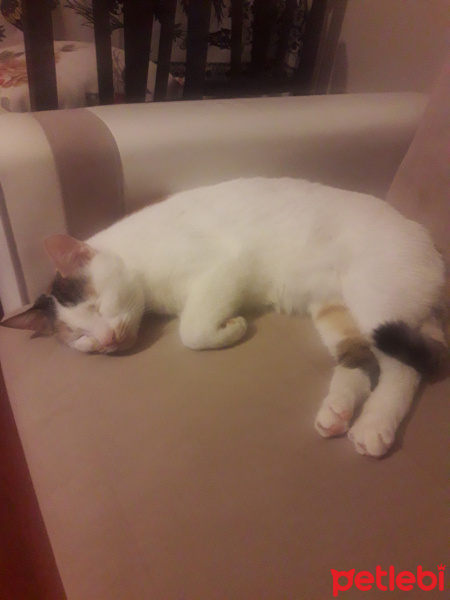 Tekir Kedi, Kedi  Maya fotoğrafı