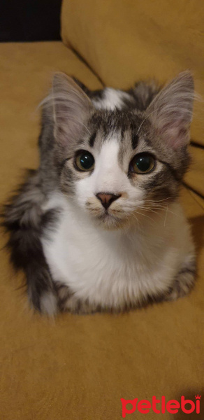 Tekir Kedi, Kedi  Paşam fotoğrafı