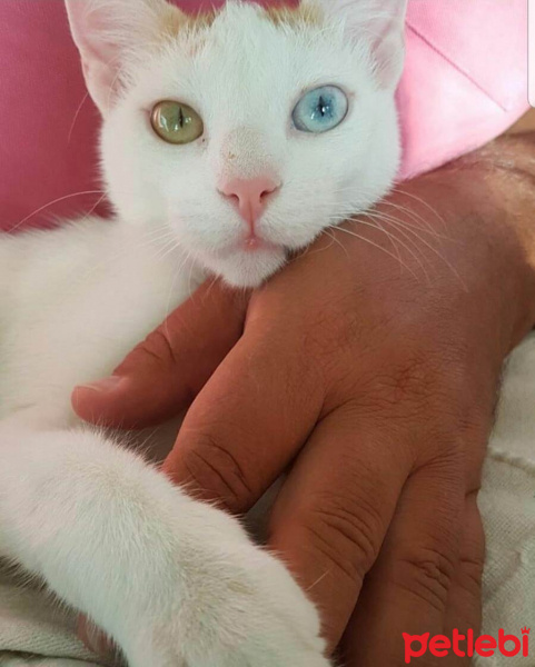 Van Kedisi, Kedi  Prenses fotoğrafı