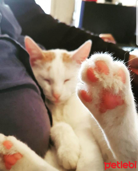 Van Kedisi, Kedi  Prenses fotoğrafı