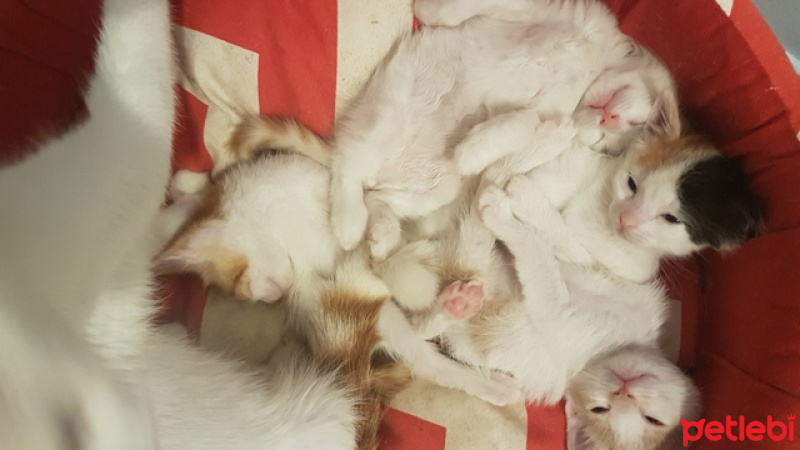 Van Kedisi, Kedi  Prenses fotoğrafı