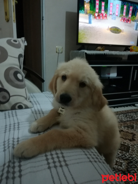 Golden Retriever, Köpek  Pati fotoğrafı