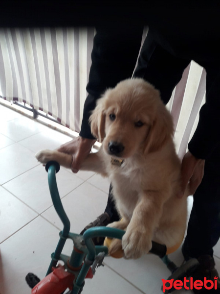 Golden Retriever, Köpek  Pati fotoğrafı