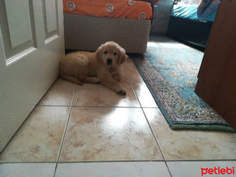 Golden Retriever, Köpek  Pati fotoğrafı
