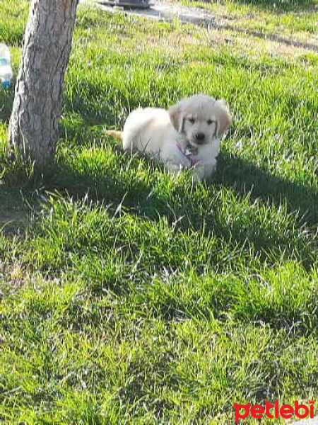 Golden Retriever, Köpek  Pati fotoğrafı